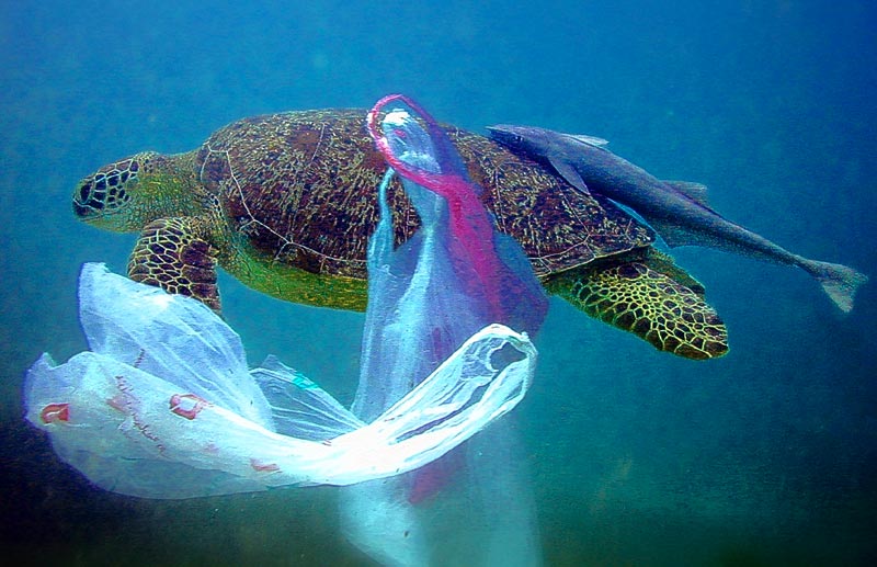 Turtle-Sea-PlasticBag-Shopping-Dear-Been-Asda-Tesco-Morrisons-Lidl-Sainsburys-Supermarkets